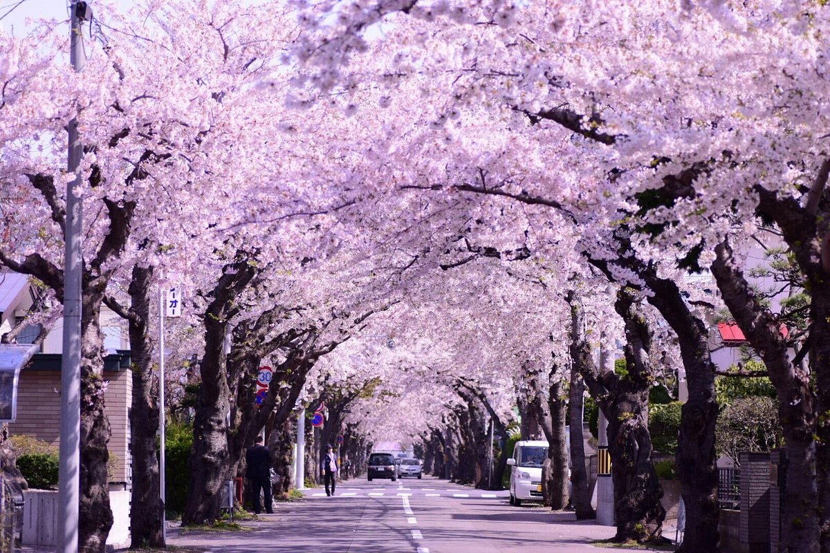 🏞️ 벚나무 언덕 공원(사쿠라가오카 공원) 이미지 8